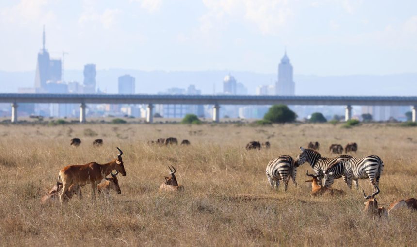 Nairobi National Park & City Safari Combo: Where Wild Africa Meets Urban Adventure